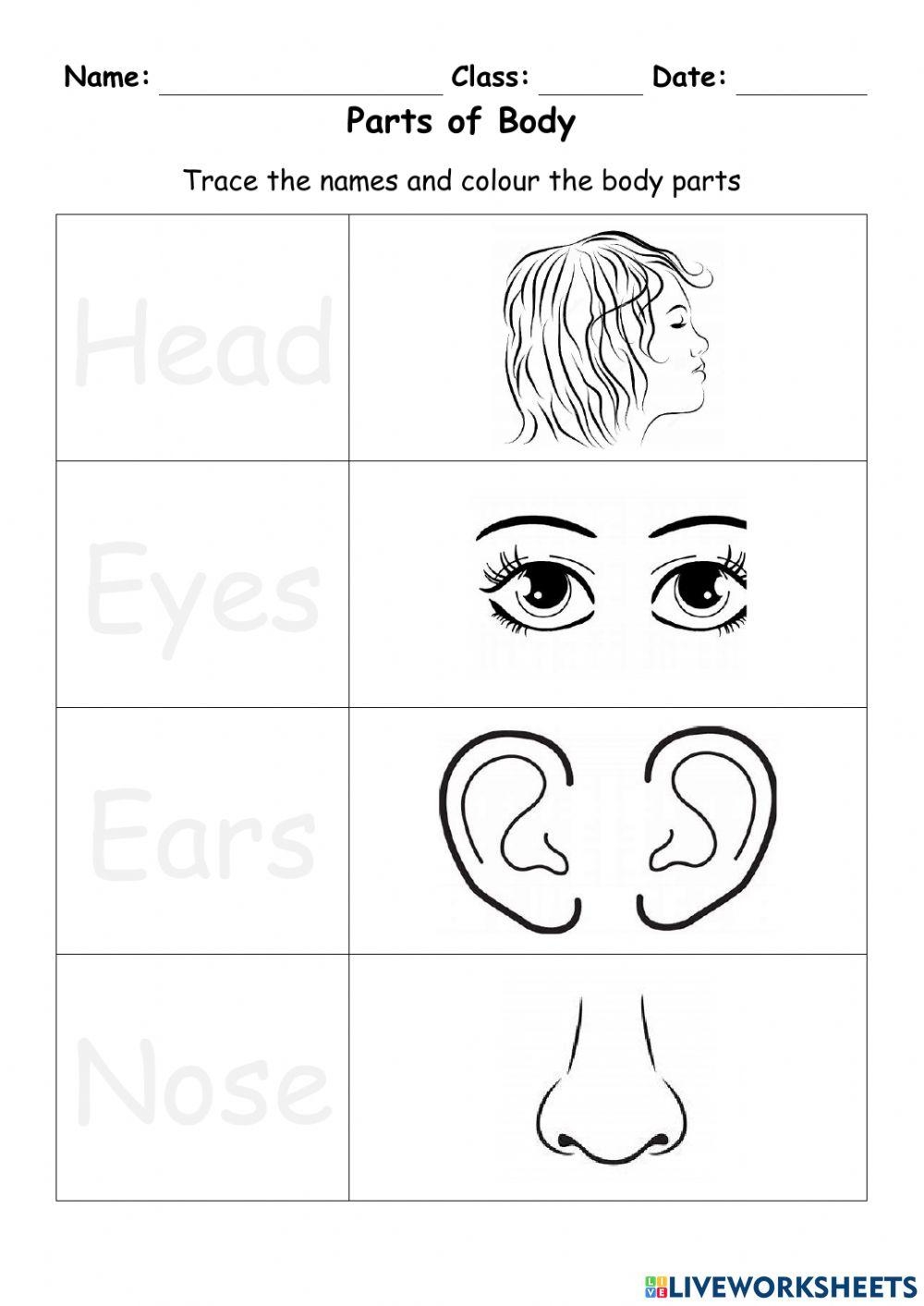 My Body Tracing Worksheets My Body Tracing Worksheets