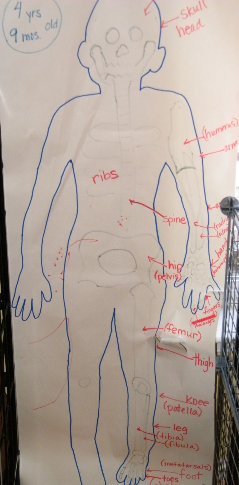 Body Tracing Studying The Human Body For Preschoolers The Stay 