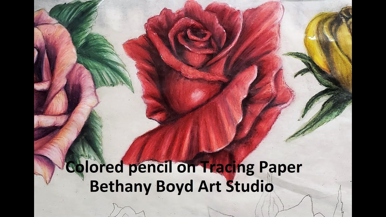 Colored Pencils On Tracing Paper Rose