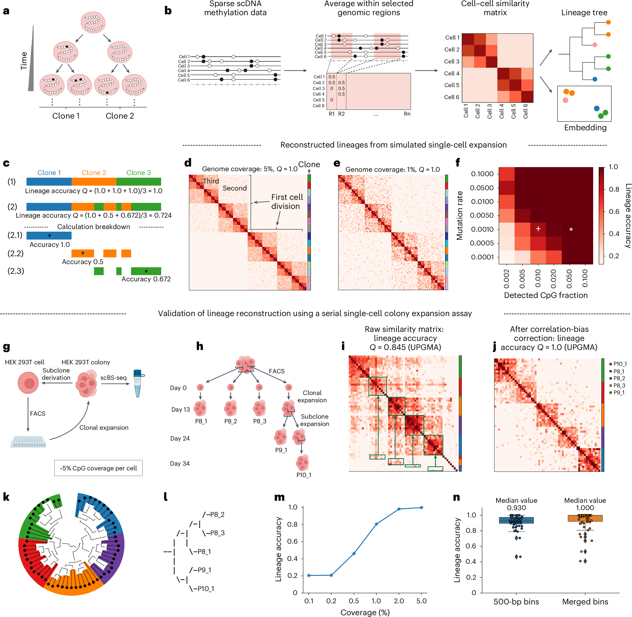 High resolution Noninvasive Single cell Lineage Tracing In Mice 