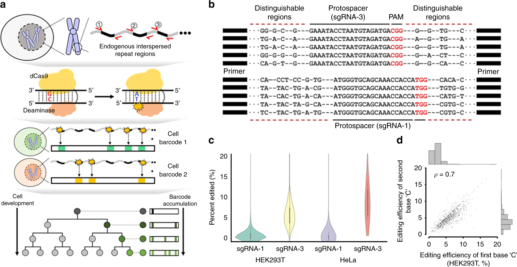 Lineage Tracing Using A Cas9 deaminase Barcoding System Targeting 