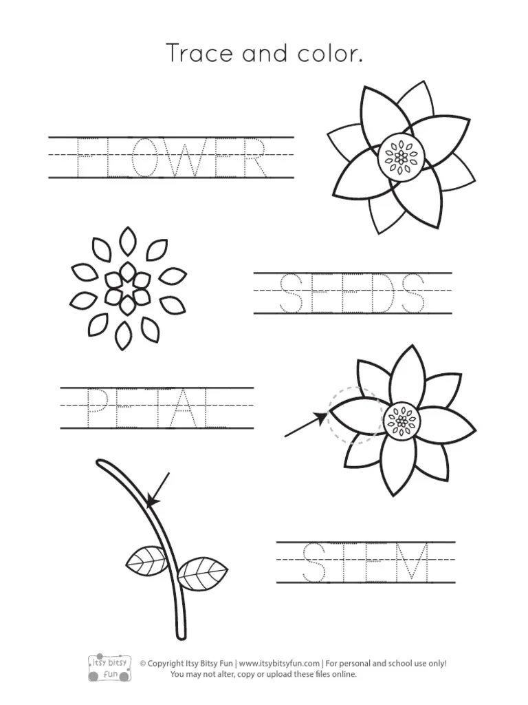 Parts Of A Plant Worksheets PDF PDF