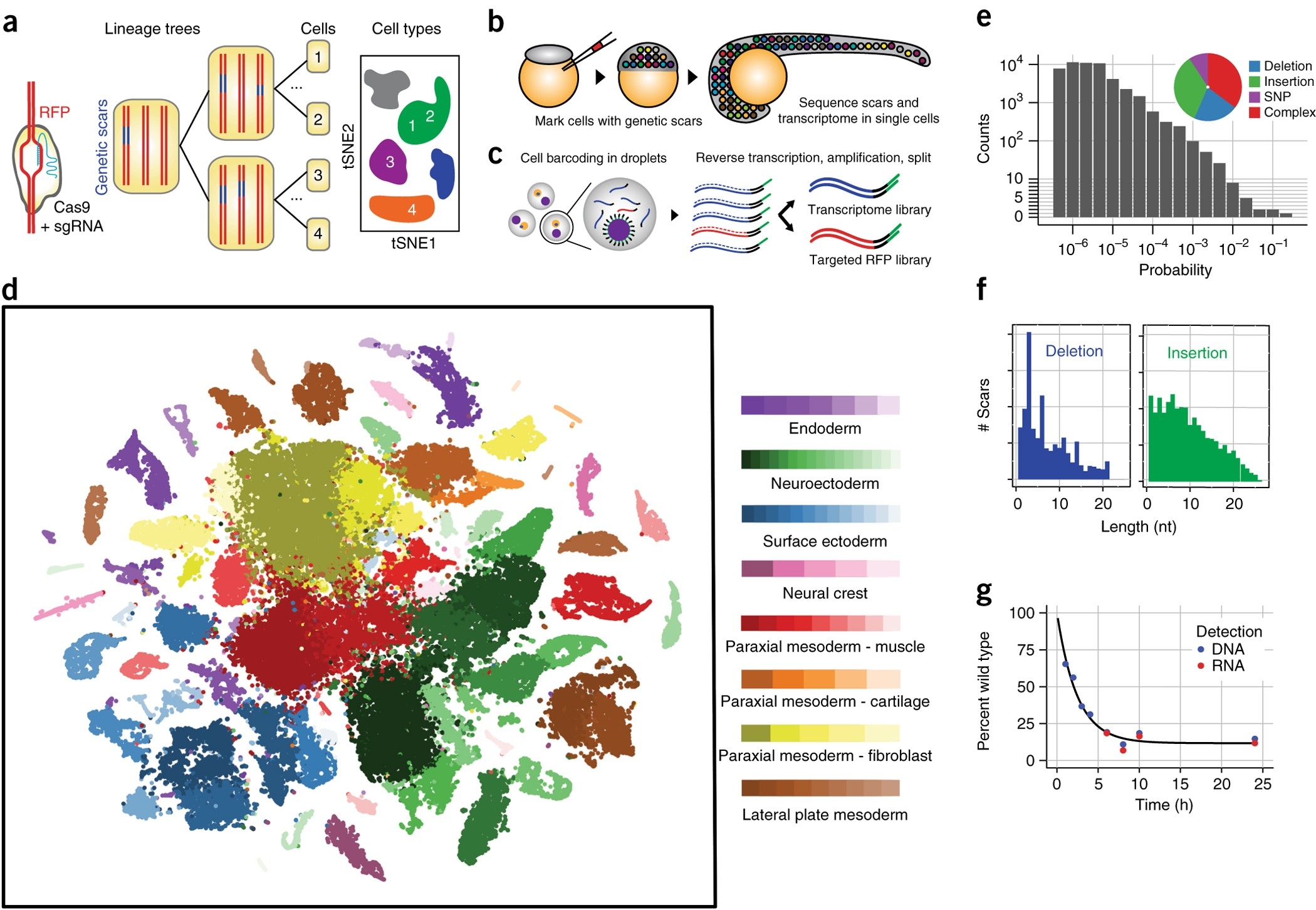Simultaneous Lineage Tracing And Cell type Identification Using 