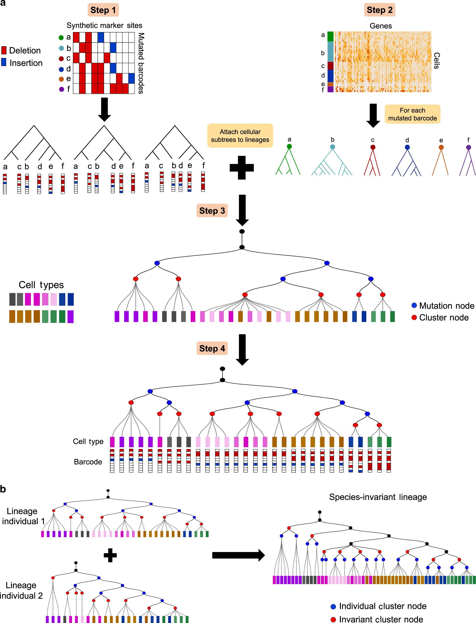 Single cell Lineage Tracing By Integrating CRISPR Cas9 Mutations 